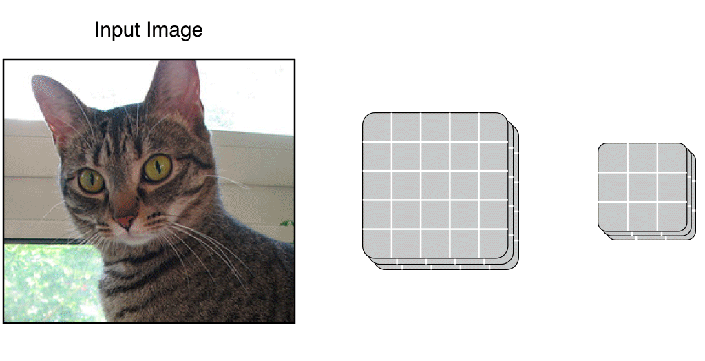 cat image