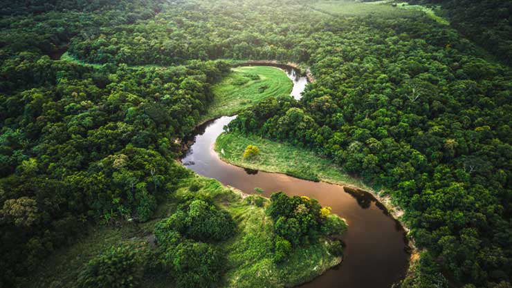 Mata Atlantica - Atlantic Forest in Brazil